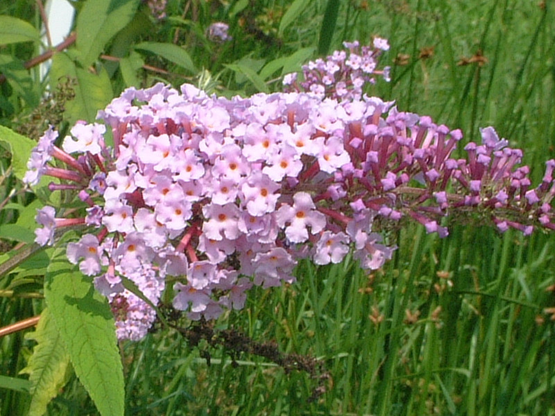 Buddleja 