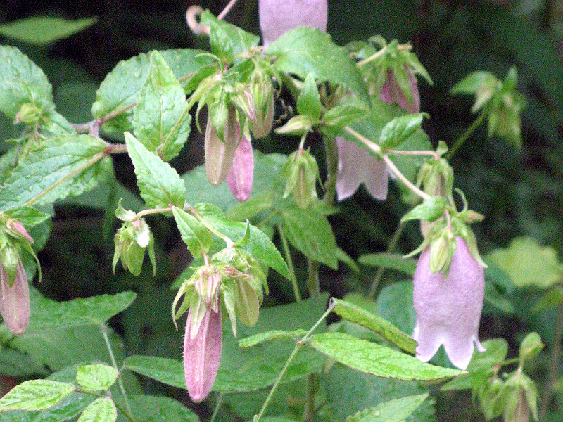 ホタルブクロ Campanula Punctata かぎけん花図鑑