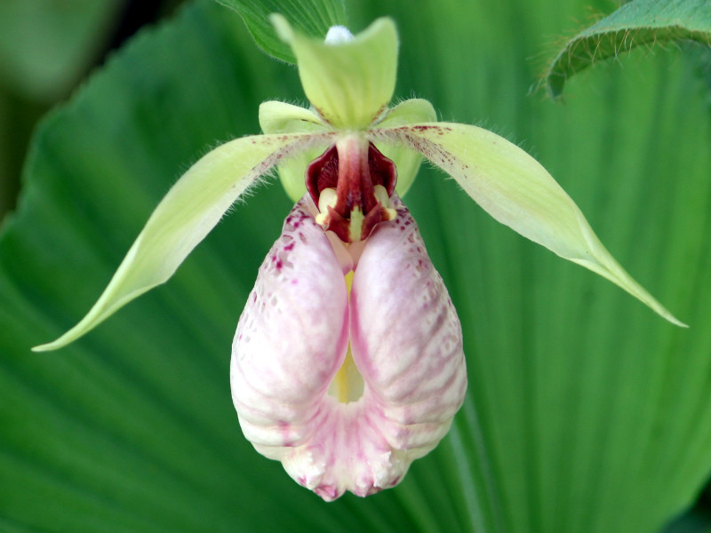 新聞小説　クマガイソウ（熊谷草、学名：Cypripedium japonicum）