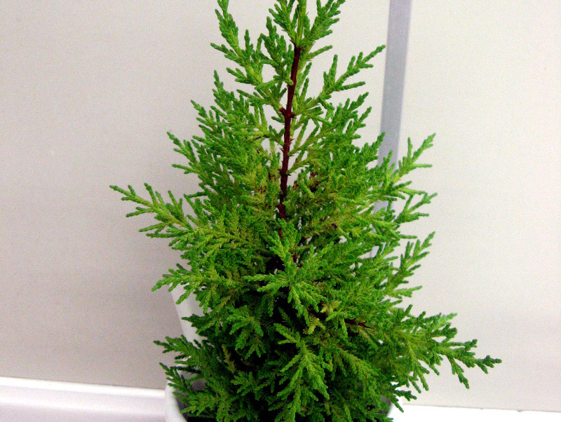 ゴールドクレスト Cupressus Macrocarpa Gold Crest かぎけん花図鑑