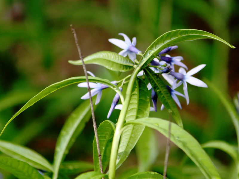 水甘草 Amsonia Elliptica 科技研花图画书