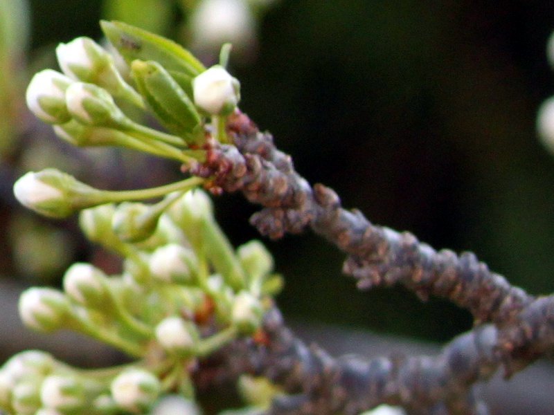 スモモ Prunus Salicina かぎけん花図鑑