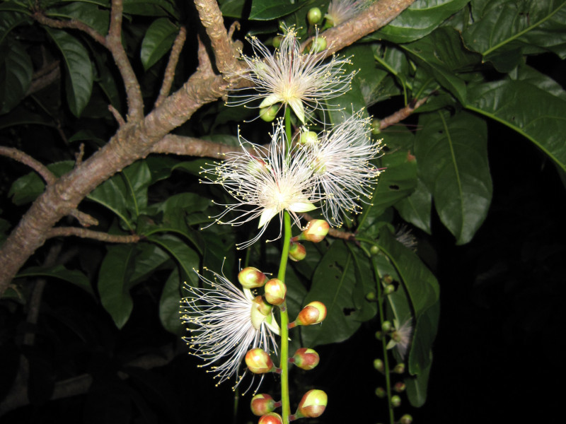 Barringtonia racemosa