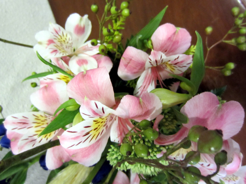 Alstroemeria