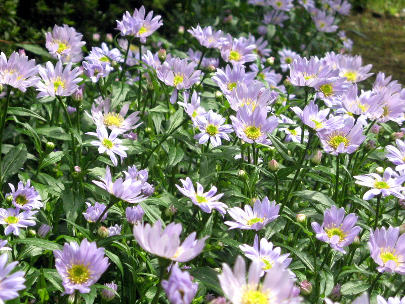 誕生花　6月23日　都忘れ