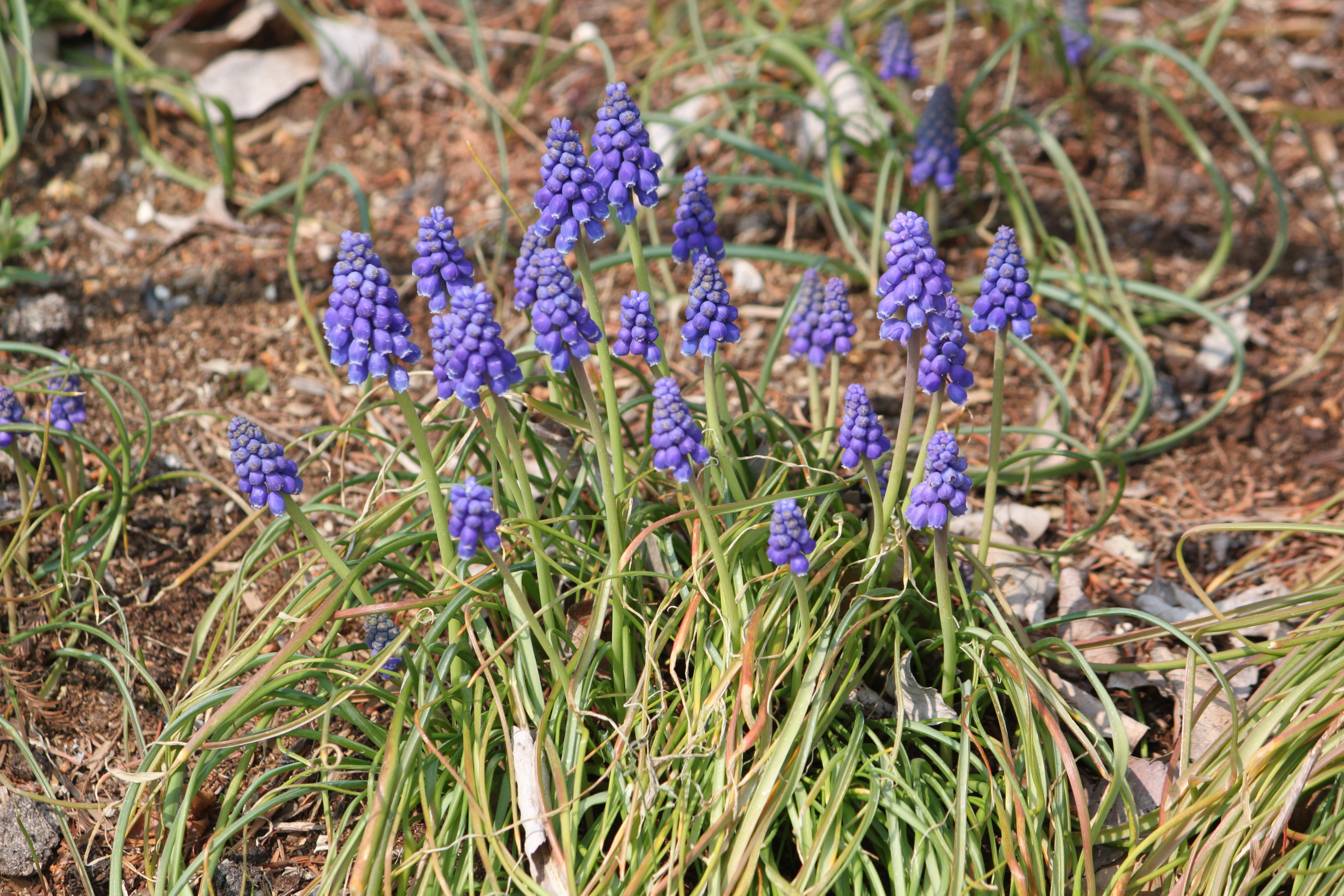 Muscari