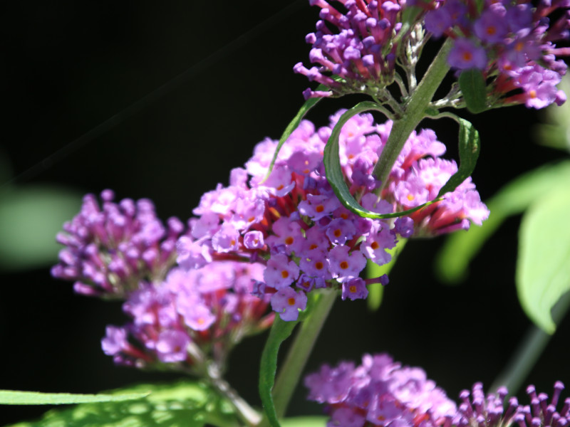 Buddleja 