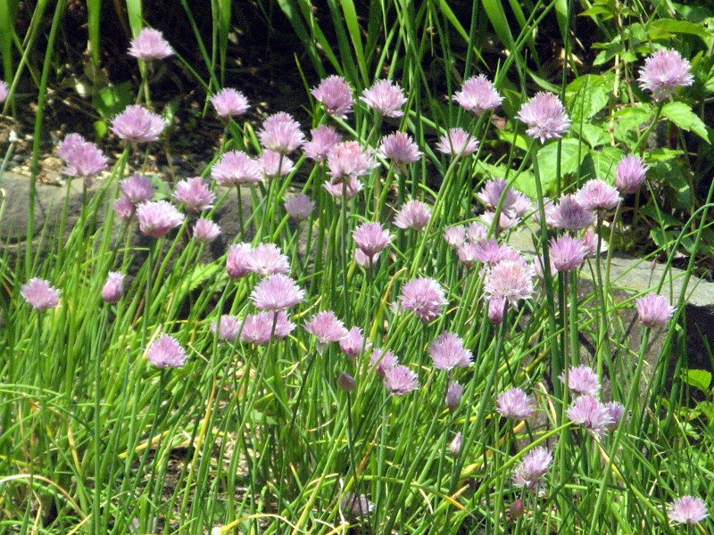 白馬细香葱 Allium Schoenoprasum Var Orientale 科技研花图画书