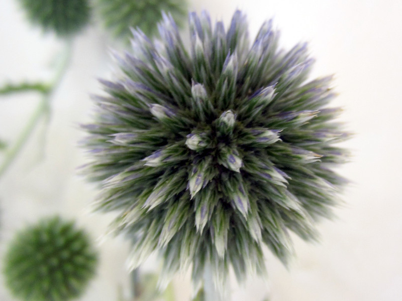 Echinops ritro