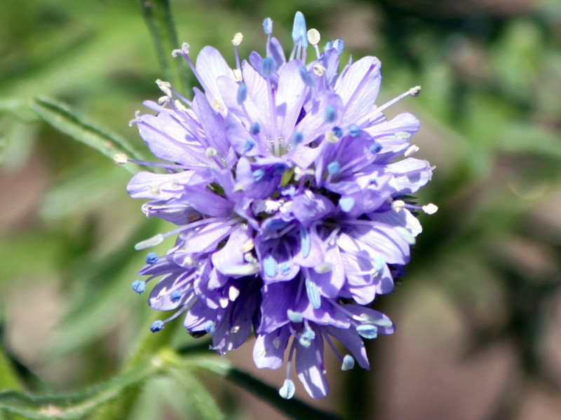 ギリア カピタータ Gilia Capitata かぎけん花図鑑