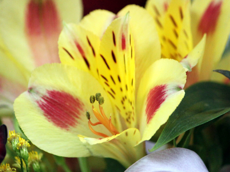 六出花| Alstroemeria | 科技研花图画书