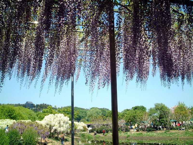 フジ Wisteria Floribunda かぎけん花図鑑