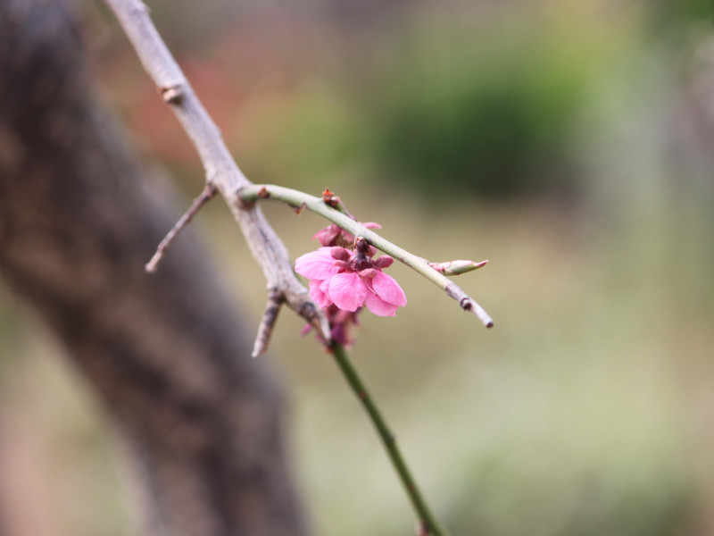 Prunus mume 'Benishidare'