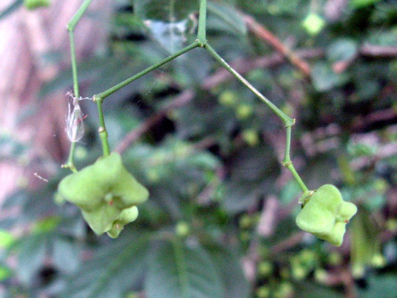 Euonymus hamiltonianus