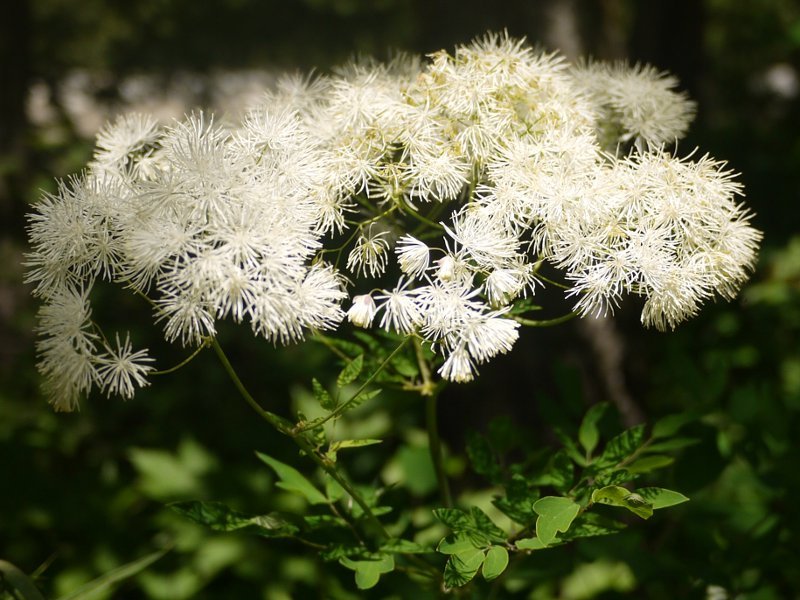 ミヤマカラマツ Thalictrum Tuberiferum かぎけん花図鑑