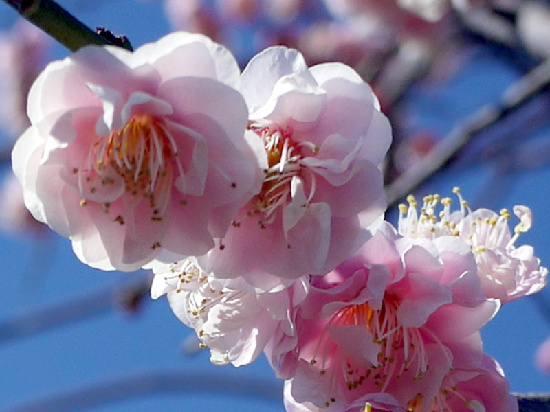 Prunus mume 'Fujibotan-shidare'