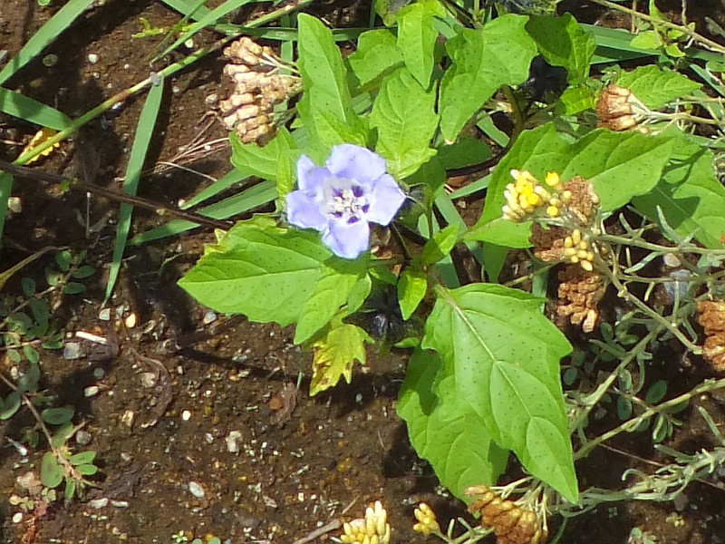 Nicandra physalodes