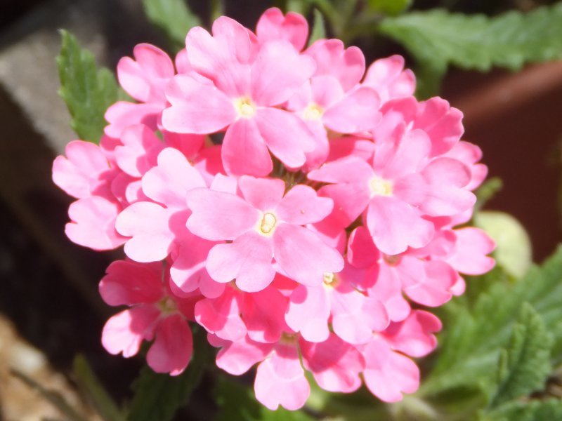 バーベナ Verbena Hybrids かぎけん花図鑑