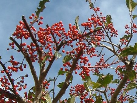 Ilex Rotunda 