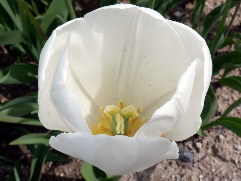 Tulip 'catherina' 