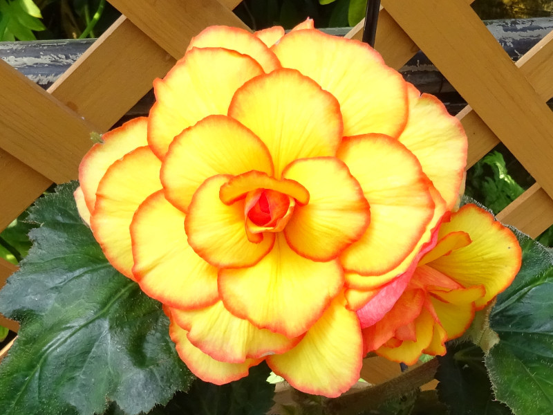  Begonia tuberhybrida