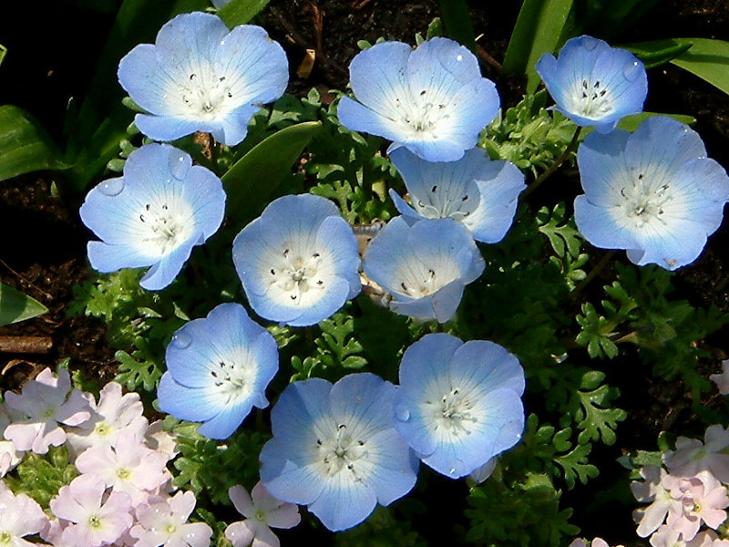 ネモフィラ インシグニスブルー Nemophila Menziesii Subsp Insignis かぎけん花図鑑