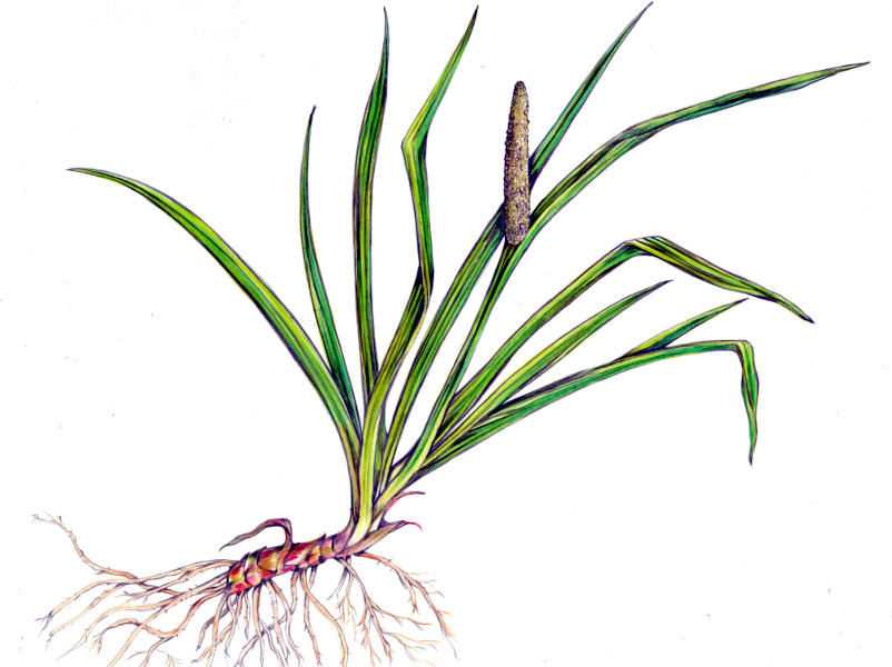 Acorus calamus