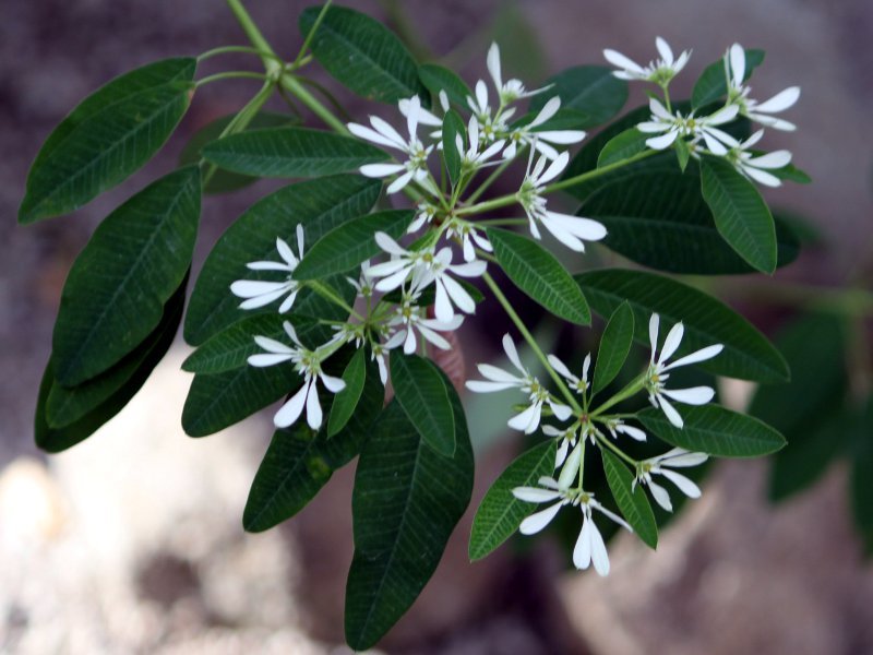 Snowflake euphorbia