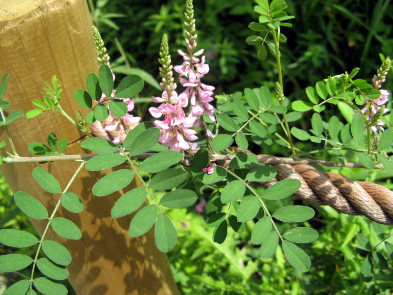 Indigofera pseudotinctoria