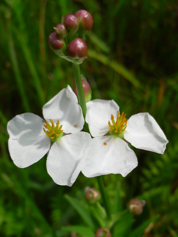 茨菰属