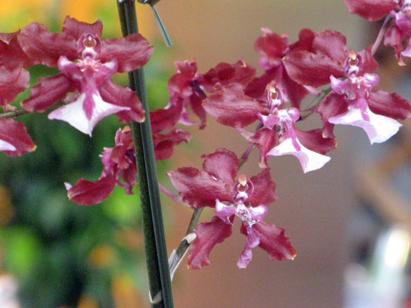 Oncidium