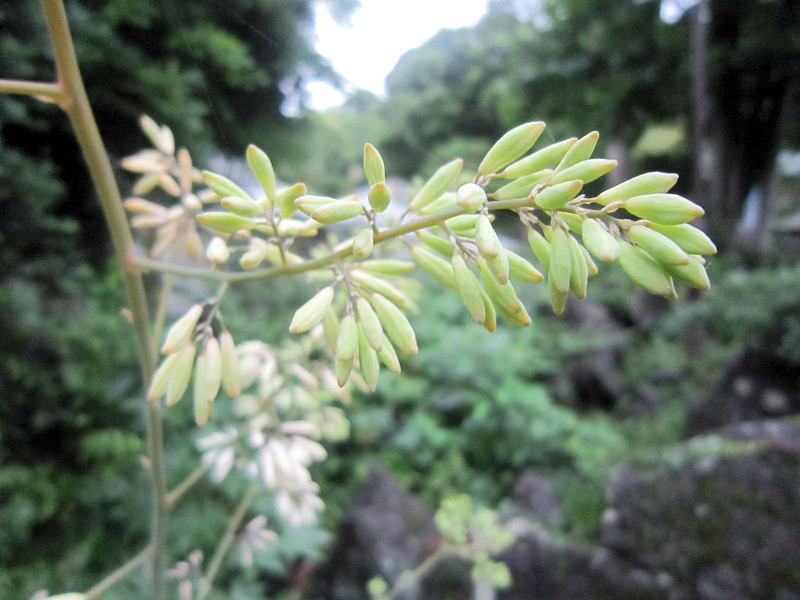 Macleaya cordata