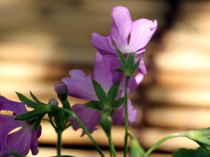 Primula sieboldii  'Hitomaru'