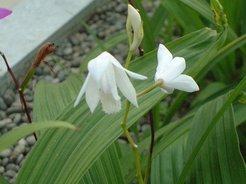 誕生花　５月６日