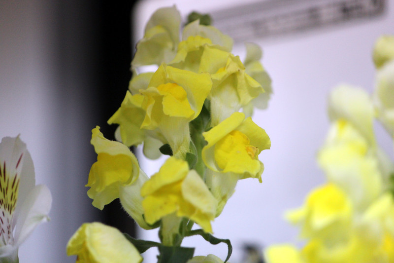 誕生花　7月2日　金魚草