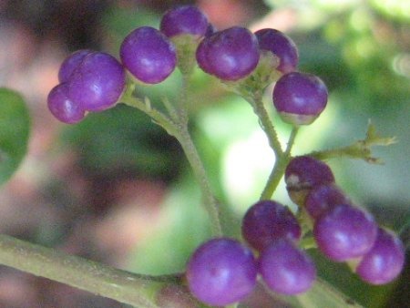 Japanese beautyberry