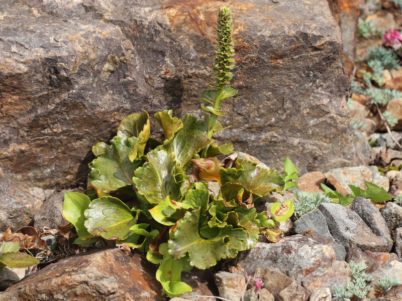 Plantago asiatica