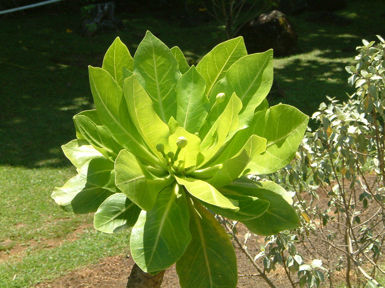 アールラ | Brighamia insignis | かぎけん花図鑑