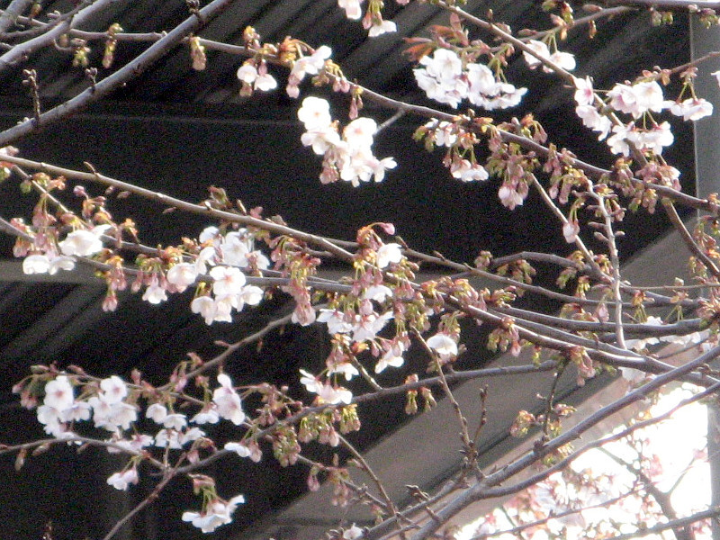 サクラ 桜 さくら 桜花 Sakura かぎけん花図鑑