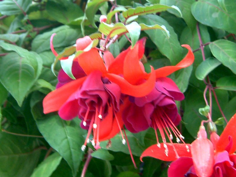 フクシア Fuchsia Hybrida かぎけん花図鑑