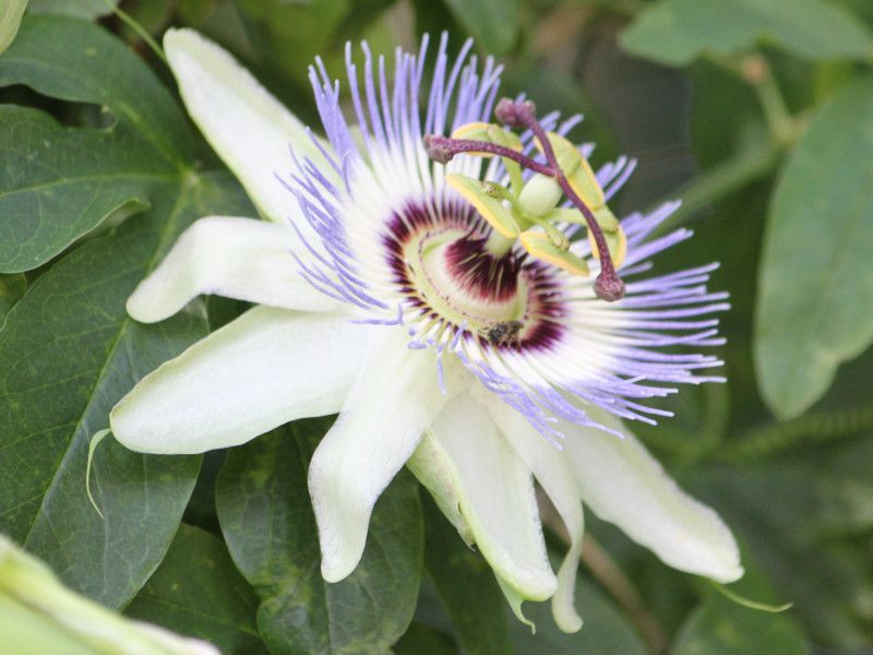 蓝花西番莲 Passiflora Caerulea 科技研花图画书