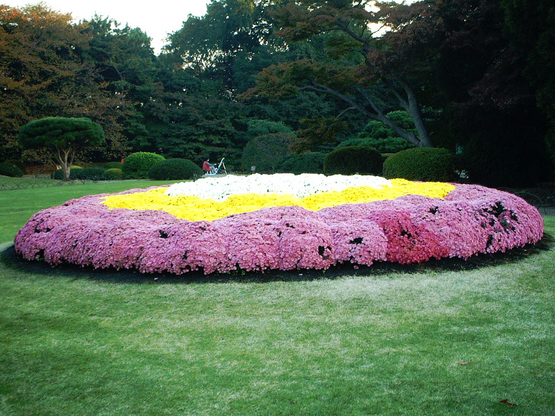 Open-air Chrysanthemum flower bed