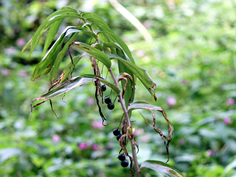 Polygonatum macranthum