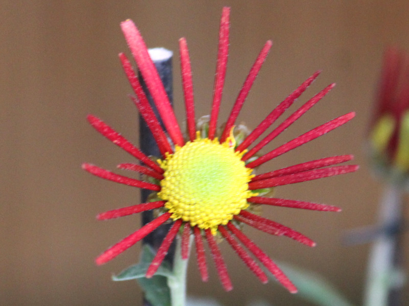 肥後菊 菊>古典菊