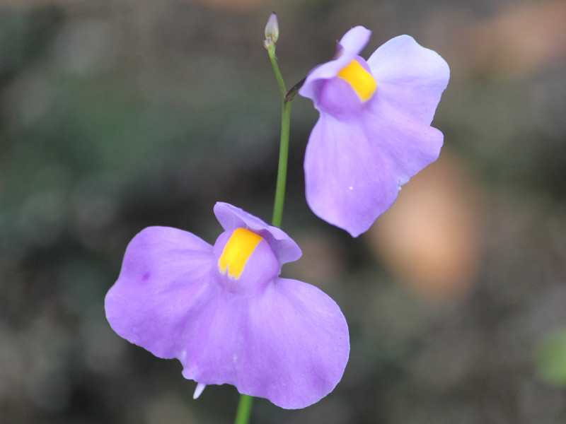 Utricularia longifolia