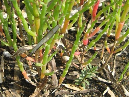 Common Glasswort