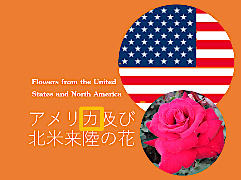 アメリカおよび北米来陸の花