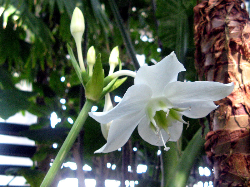 アマゾンリリー Eucharis Grandiflora かぎけん花図鑑