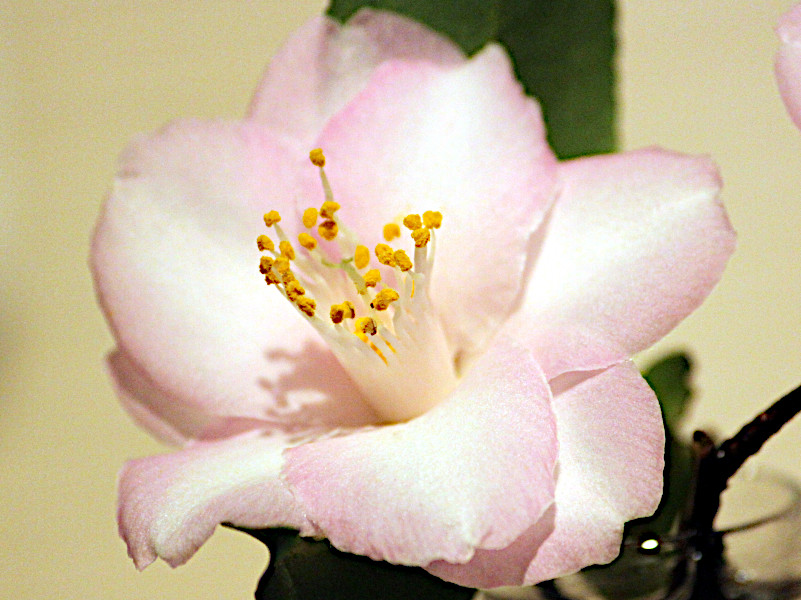 Camellia japonica 'Pink Popcorn'