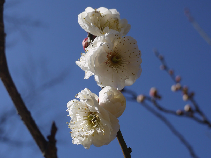 Prunus mume "Gekkyuden"